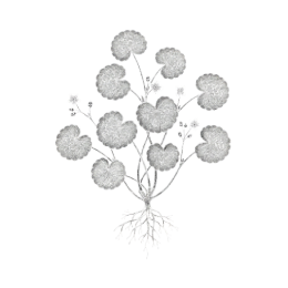 Fine black line illustration of Centella asiatica showing round scalloped leaves on slender stems with small buds and fibrous roots, isolated on a transparent background.