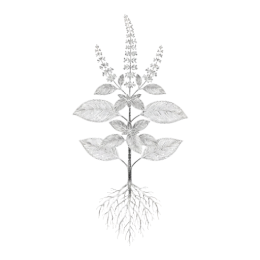 Black‑and‑white botanical drawing of holy basil with opposite broad leaves, tall flower spikes, and a slender branching root, isolated on a transparent background.