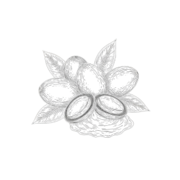 Minimal monochrome line illustration of shea nuts with split kernels, leafy sprigs, and a creamy butter puddle, isolated on a transparent background.