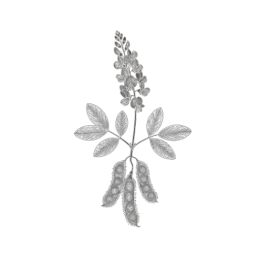 Fine monochrome line illustration of a desmodium sprig with five pinnate leaves, a vertical raceme of small flowers, and three dangling seed pods, isolated on a transparent background.