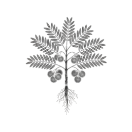 Monochrome line illustration of an amla branch with feathery pinnate leaves, round berries, and fine fibrous roots, isolated on a transparent background.