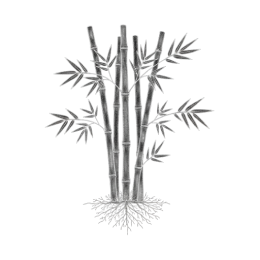 Black‑and‑white line drawing of clustered bamboo culms with segmented nodes, narrow lanceolate leaves, and a spreading rhizome root system, isolated on a transparent background.