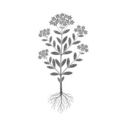 Black‑and‑white line illustration of rhodiola featuring a tall stem, alternating narrow leaves, multiple star‑shaped flower clusters, and a fibrous root system, isolated on a transparent background.