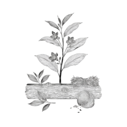Monochrome line illustration of a tea sprig growing from a short log with blooming flowers, a loose pile of dried leaves, and a whole tea fruit with scattered seeds, isolated on a transparent background.